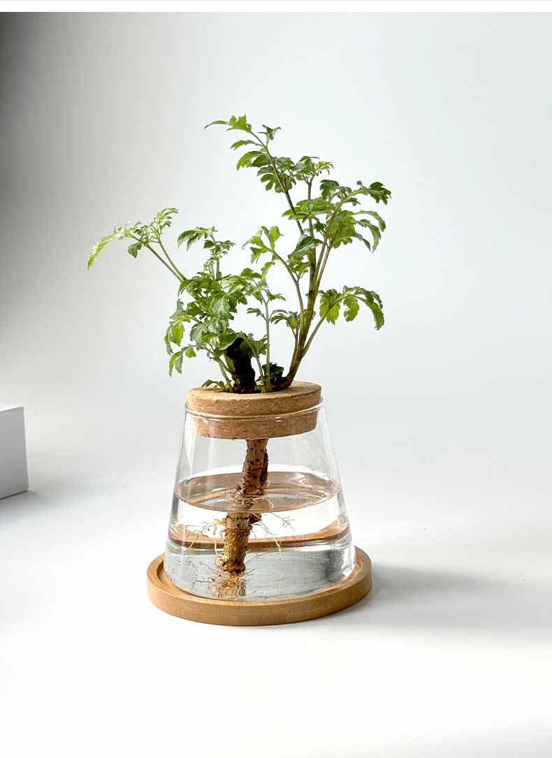 Vaso Nordic Hidropônico